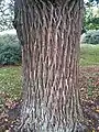 Bark of non-ornamental U. × viminalis, Mepal, Cambridgeshire