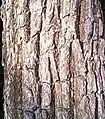 Bark closeup