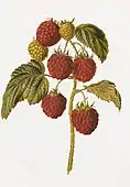 raspberry Barnet