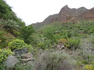 Close-up on the vegetation. Houses at the foot of the cliff, mid-plan of the photo