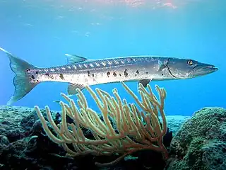 Sphyraena barracuda