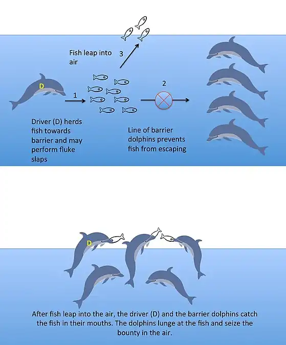 ↑  A team of common bottlenose dolphins cooperate to make schooling fish jump in the air. In this vulnerable position the fish are easy prey for the dolphins.