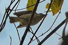 view from below of sunbird with pale underparts