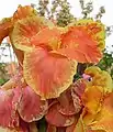 Canna 'Bavaria', Sprenger 1895