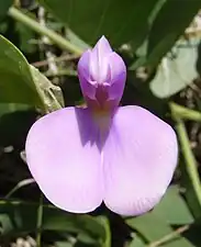 Flower closeup