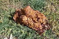 Bear scat