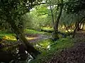 Bend in the river near Pottern Ford