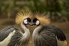 Two grey crowned cranes facing each other