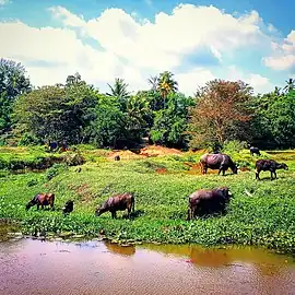 Paddy fields with water buffalo