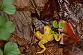 Beddome's keelback feeding on Duttaphrynus melanostictus