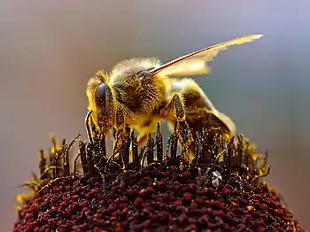 Image 21PollinationPhoto credit: Jon SullivanA honey bee extracts nectar from a flower using its proboscis. Tiny hairs covering the bee's body maintain a slight electrostatic charge, causing pollen from the flower's anthers to stick to the bee's hairs, allowing for pollination when the bee moves on to another flower.More selected pictures