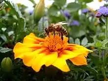 bee collecting pollen.