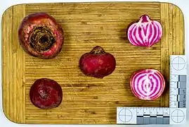 Root and cross-section of cultivar 'Chioggia'