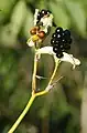 Seed pod