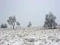 Winter landscape in the High Fens