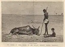 Engraving from The Graphic, October 1877, showing the plight of animals as well as humans in Bellary district, Madras Presidency, British India during the Great Famine of 1876–1878.