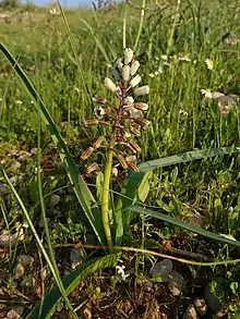 Wild Bellevalia in Behbahan, Iran