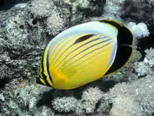 Blacktail butterflyfishChaetodon (Corallochaetodon) austriacus