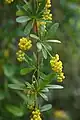 Berberis vernae (botryoid)