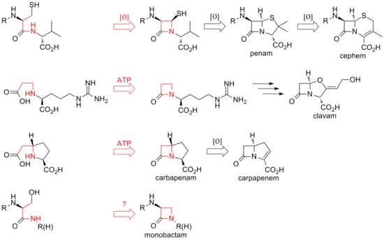 Overview of biosynthetic routes to the different classes of β-lactam compounds.