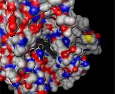 Surface depiction of active site pocket of β-glucuronidase with catalytic residues shown