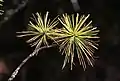 Branch with needles, Paro, Bhutan