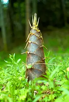 Bamboo shoot, already too old to be eaten