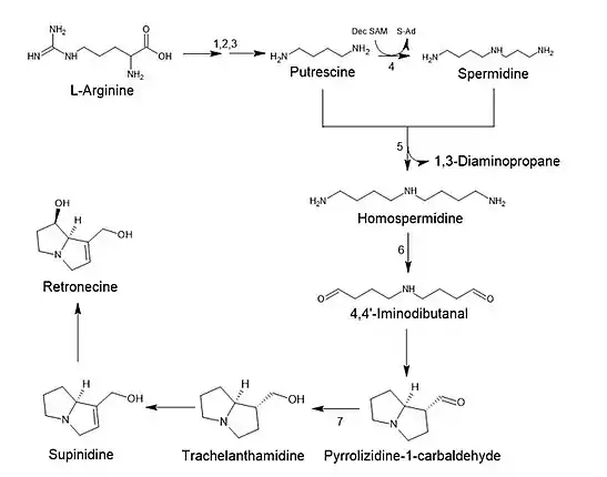 Biosynthesis route of retronecine in plants.