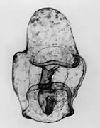 Bipinnaria larva