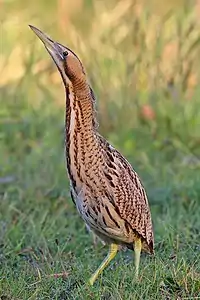 Eurasian Bittern at Far Ings, 2013