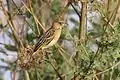 Juvenile (with white eye)P. c. bohndorffi, Kenya