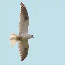 Black-shouldered kite flying with a mouse in its talons