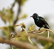 blackish sunbird with glossy blue-green throat