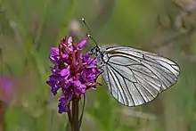 Aporia crataegi on subsp. latissima, Estonia