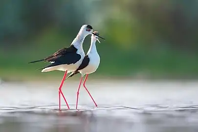 Pair of black-winged stilts exhibiting courtship behaviour, Kinburn Peninsula, Ukraine