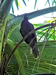 A brown parrot