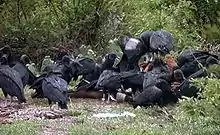 A flock on a horse carcass