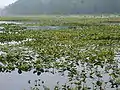 Black Moshannon State Park, bog and lake