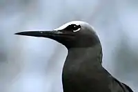 Black noddy head