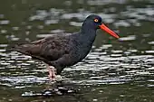 Black oystercatcher in Esquimalt Lagoon, British Columbia