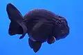 Black Ranchu Goldfish.