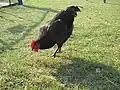 Black sex-link rooster