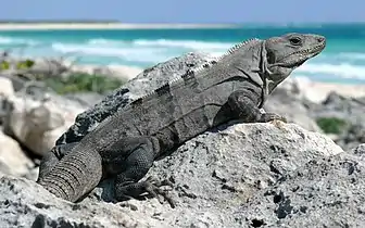 A basking female on the island of Cozumel in Quintana Roo, Mexico)