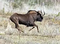 Black wildebeest.