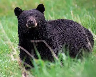 Ursus americanus