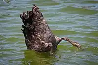 Up-ending in deeper water to reach food