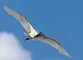 Black-headed ibis