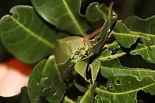 A Bladder Cicada (Cystosoma saundersii) camouflaging itself as a leaf.