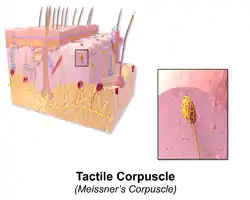 Illustration of Tactile Corpuscle