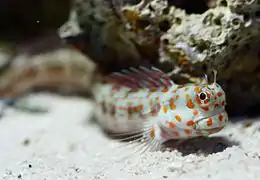 Blenniella chrysospilos